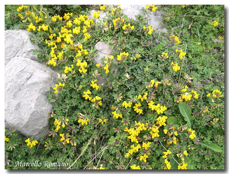 Mai visti cos tanti bruchi di Zygaena filipendulae!